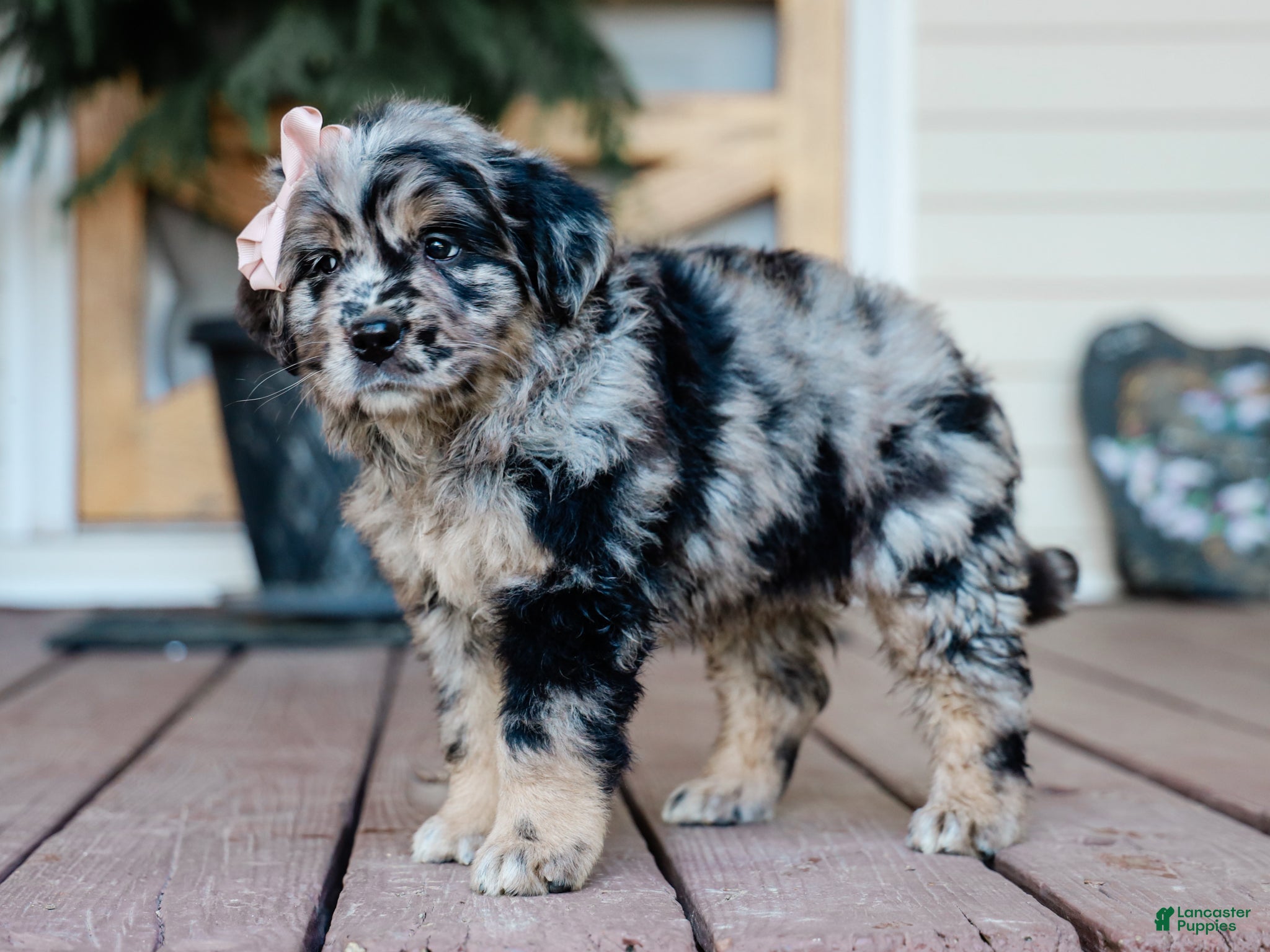 Mixed Breed dogs Cassie Australian Retriever Pup - Ad 1
