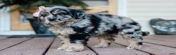 Mixed Breed dogs for sale: Cassie Golden Retriever/Jug Pup - Ad 3