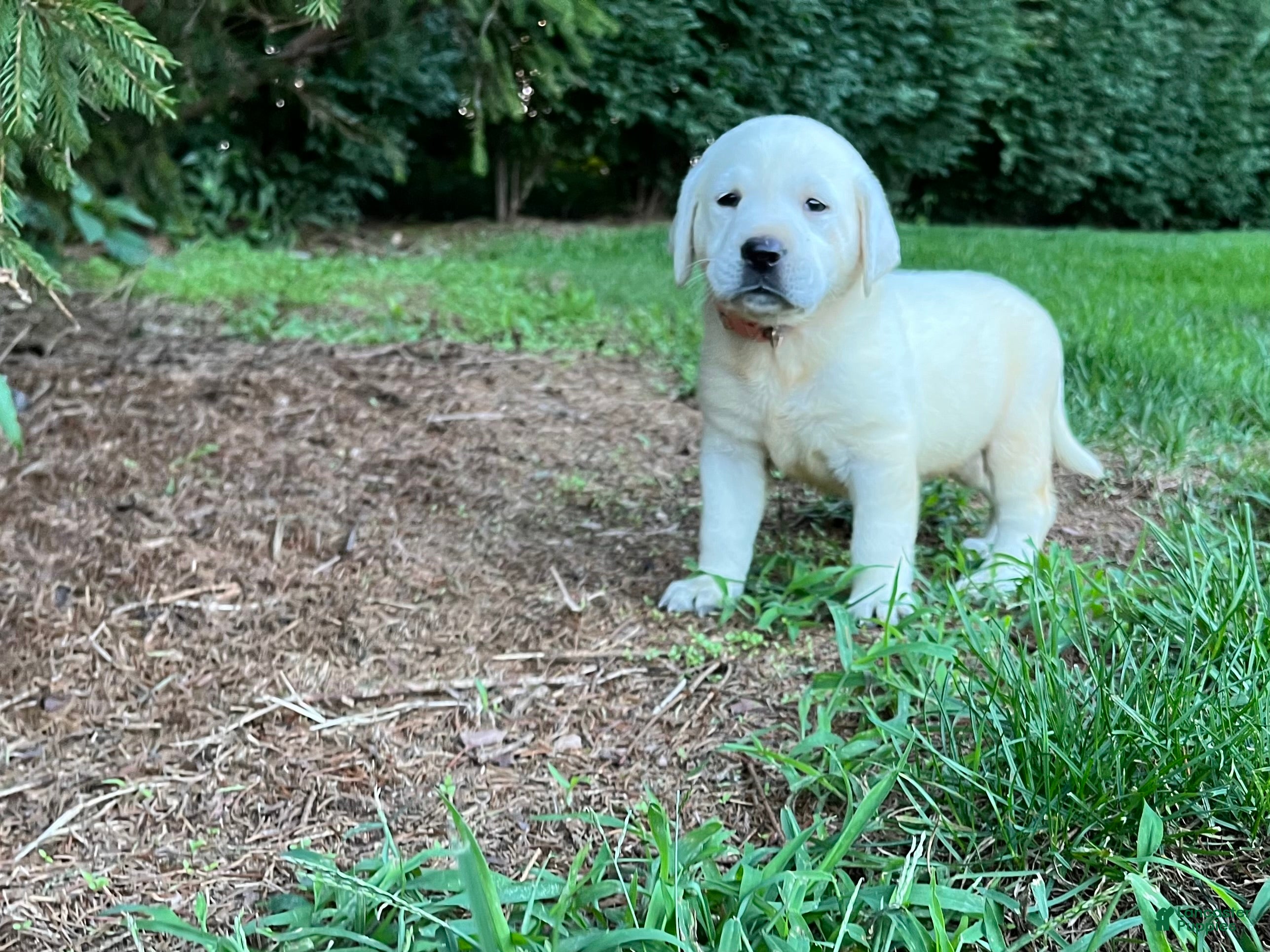 Labrador Retriever dogs Pearl - Ad 1