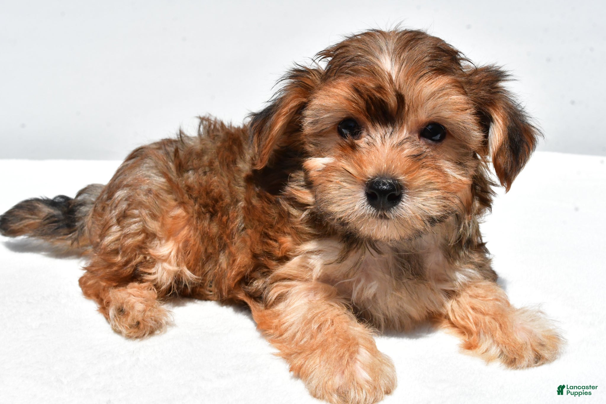 Yorkiepoo dogs Jip - Ad 2