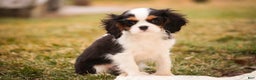 Cavalier King Charles Spaniel dogs for sale: Chester - Ad 6