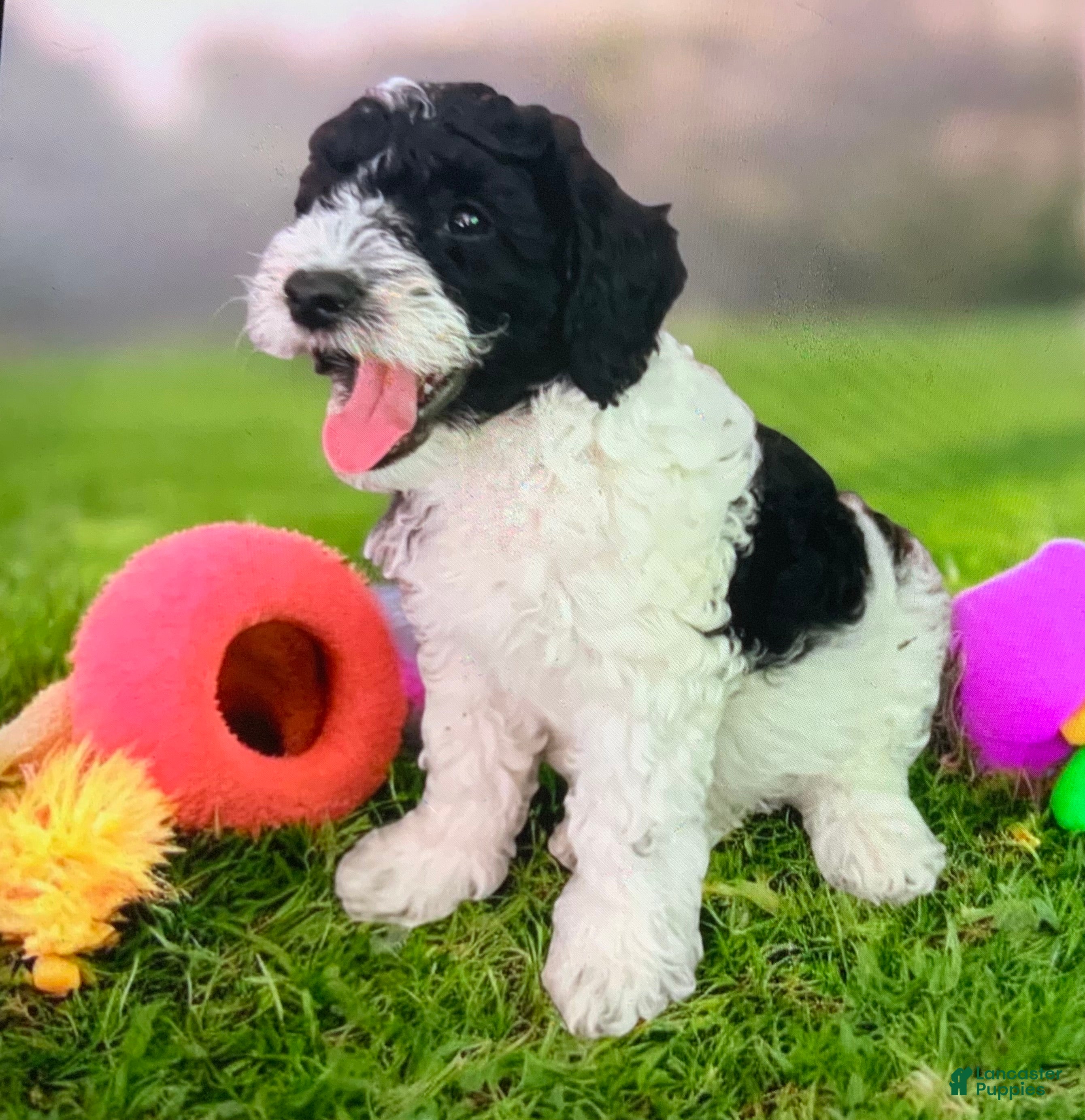 Mini Goldendoodle dogs Orie - Ad 2