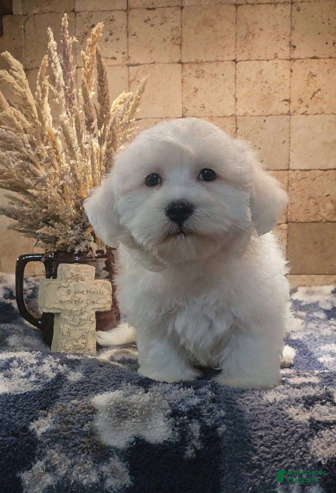 Malshi dogs for sale: Casey - Ad 1