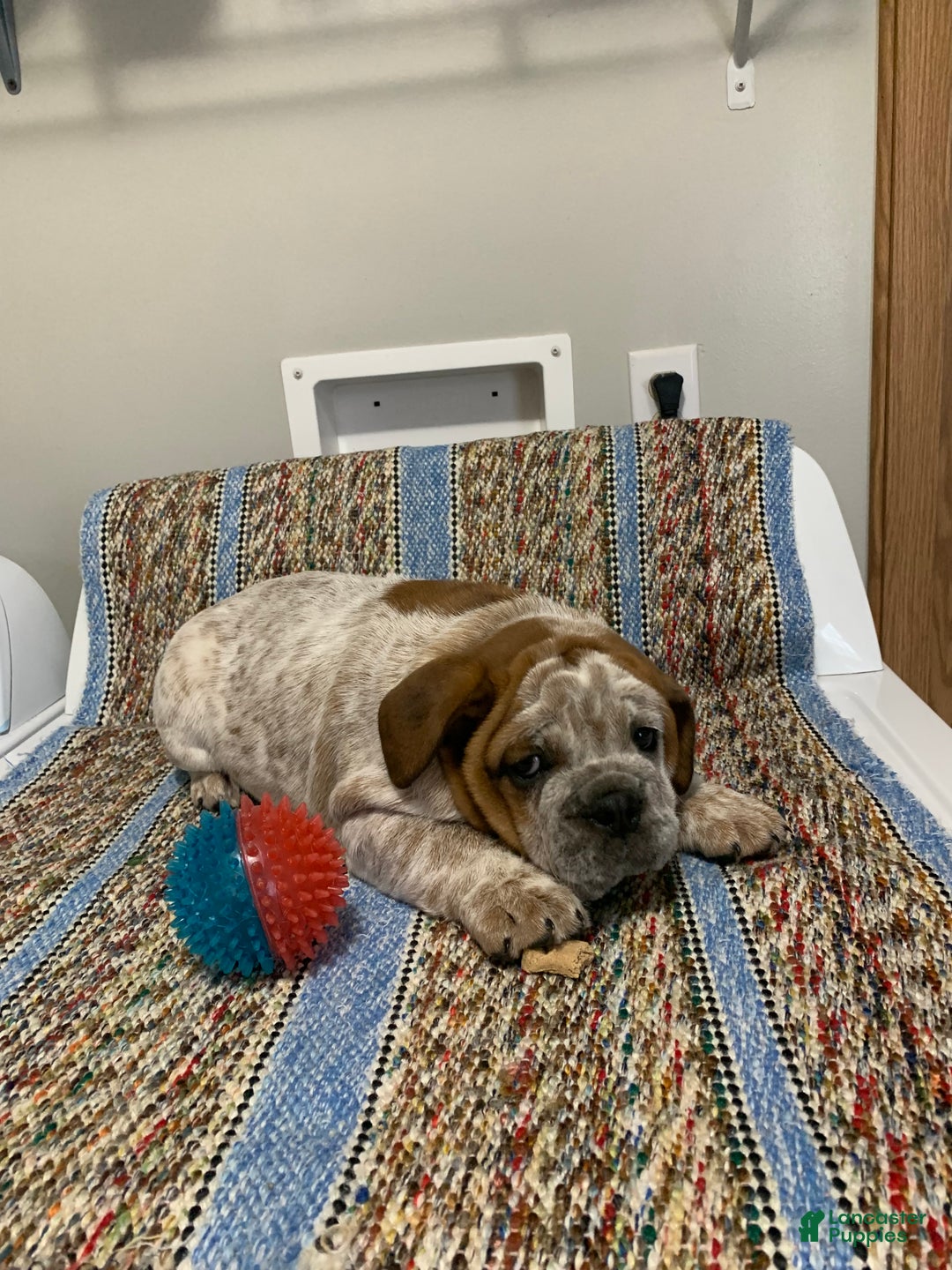 Mixed Breed dogs for sale: Mixed Breed Puppy 1 - Ad 5