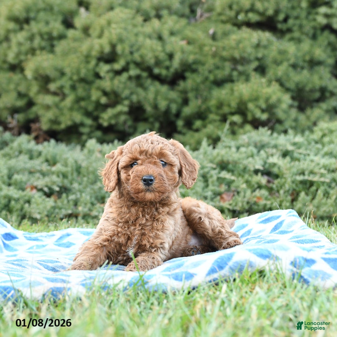 Mini Goldendoodle dogs for sale: Sage - Ad 3