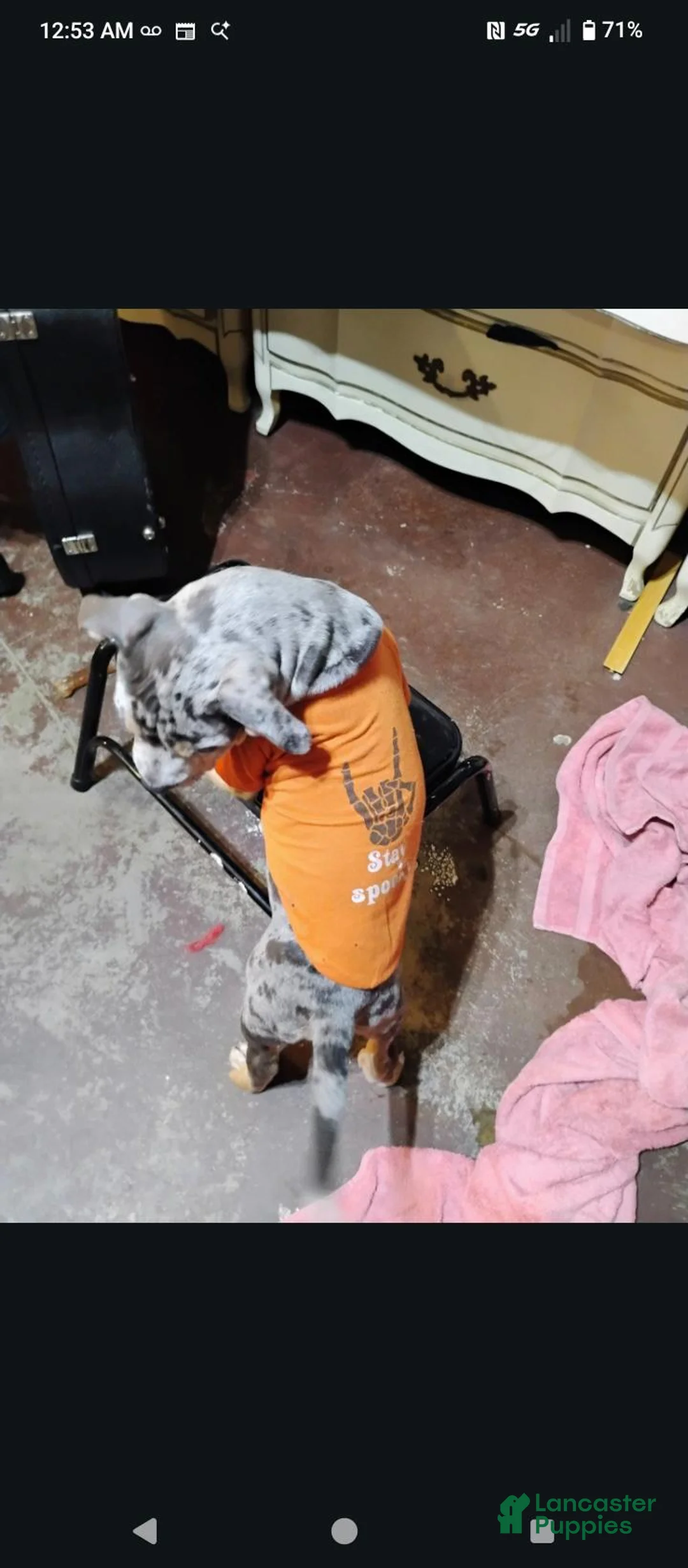 Staffordshire Bull Terrier dogs for sale: Merle XL Pit Bull  - Ad 2