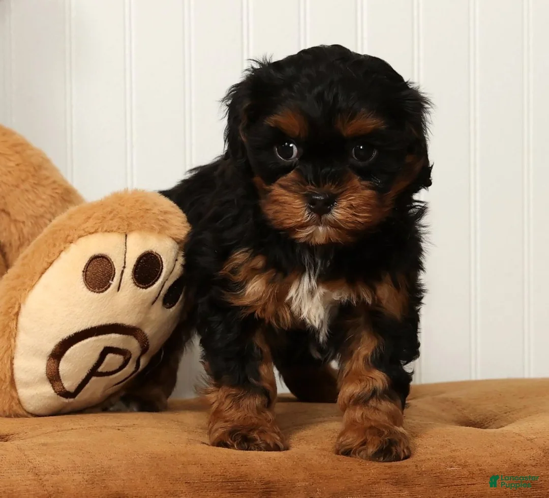 Shihpoo dogs for sale: Maddie - Ad 6