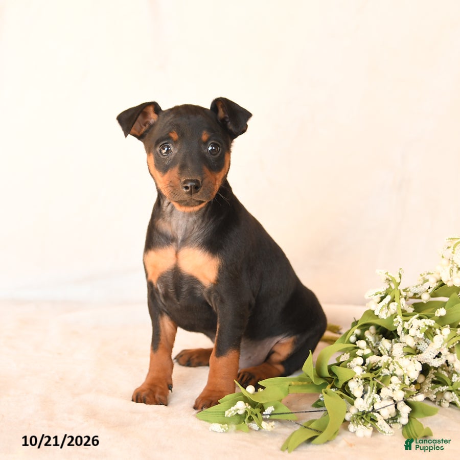 Miniature Pinscher dogs for sale: Fancy - Ad 1