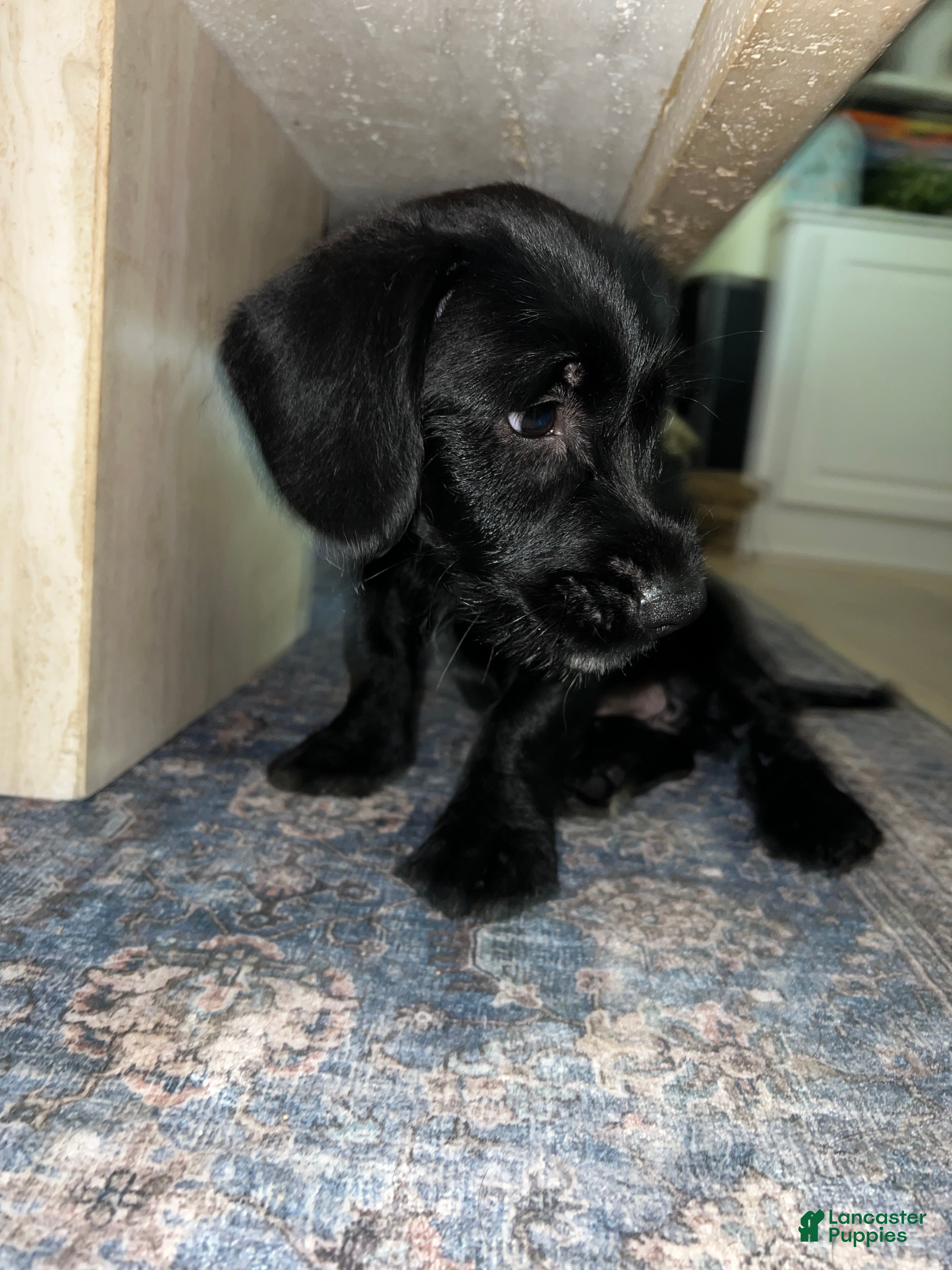 Mixed Breed dogs Kiara - Ad 2