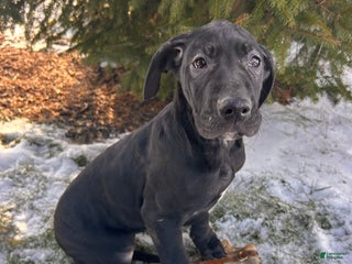 Great Dane dogs Siri - Ad 36