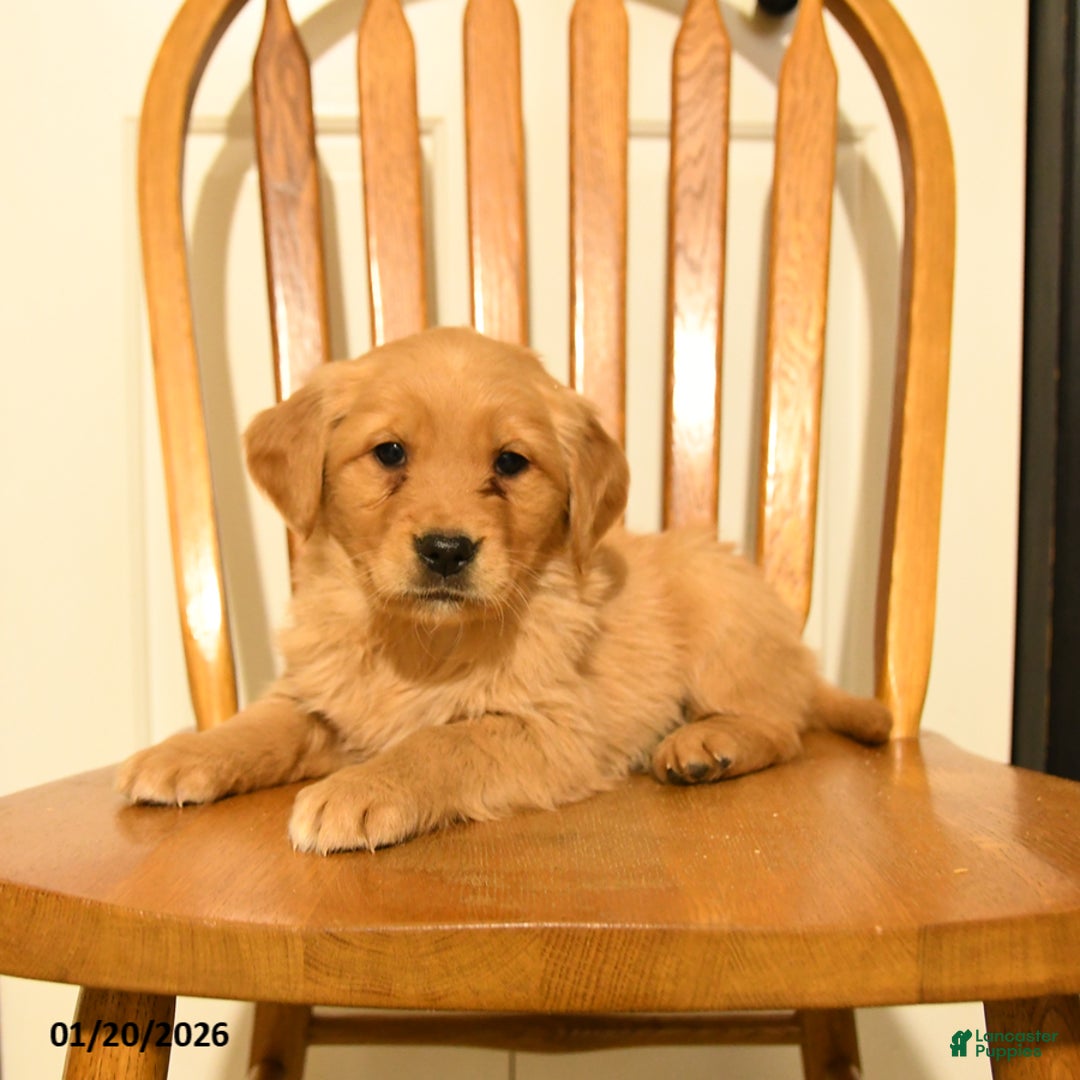 Golden Retriever dogs for sale: Buttercup - Ad 5