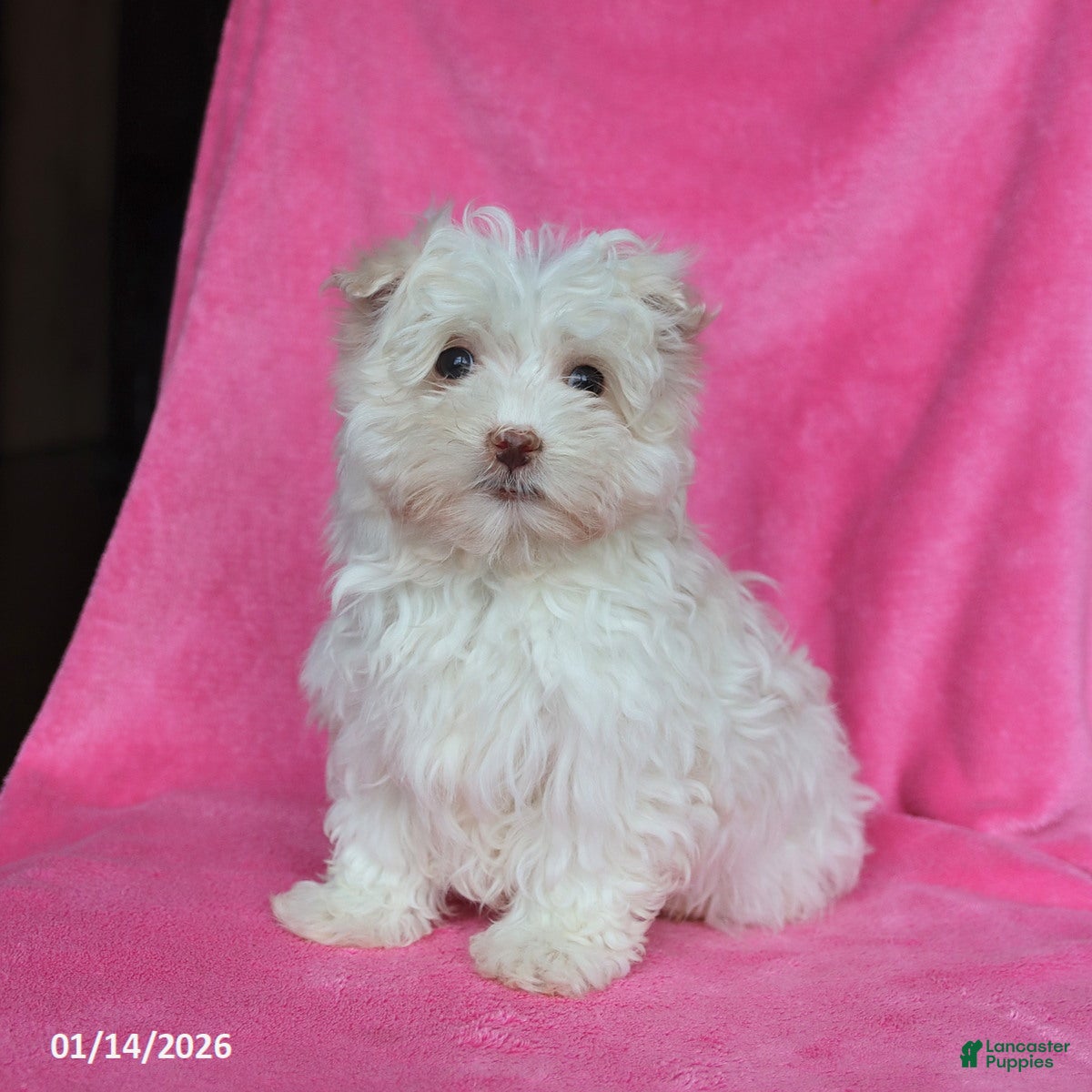 Maltese dogs Percy - Ad 40