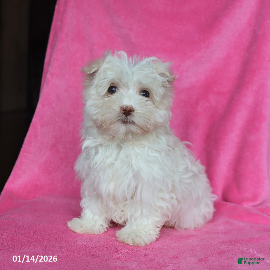 Maltese dogs for sale: Percy - Ad 1