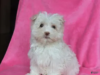 Maltese dogs Percy - Ad 39