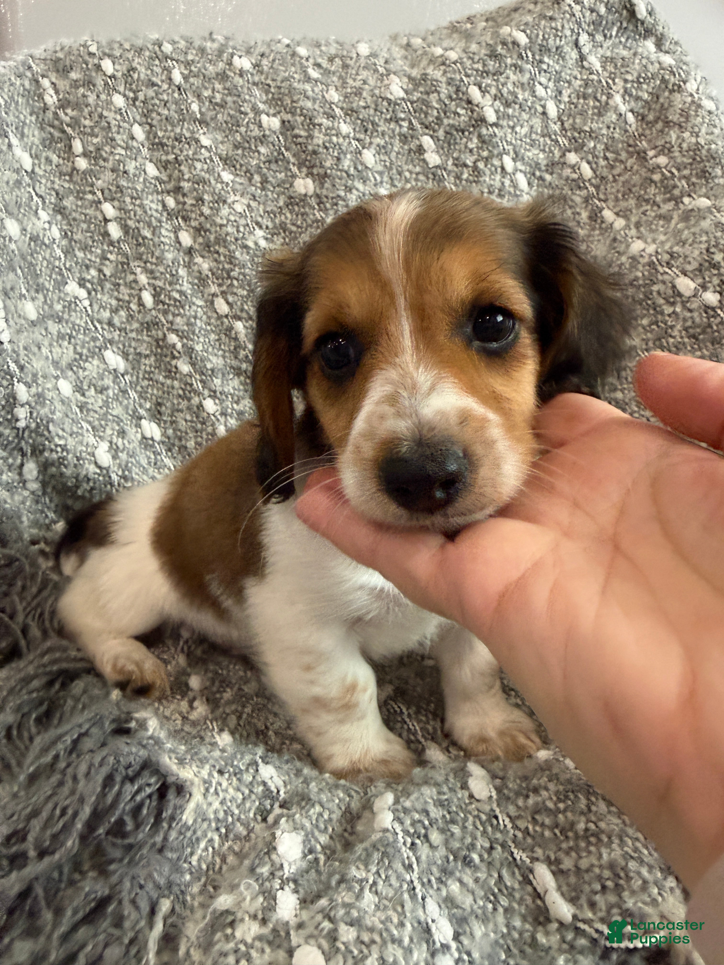 Miniature Dachshund dogs Romeo - Ad 1