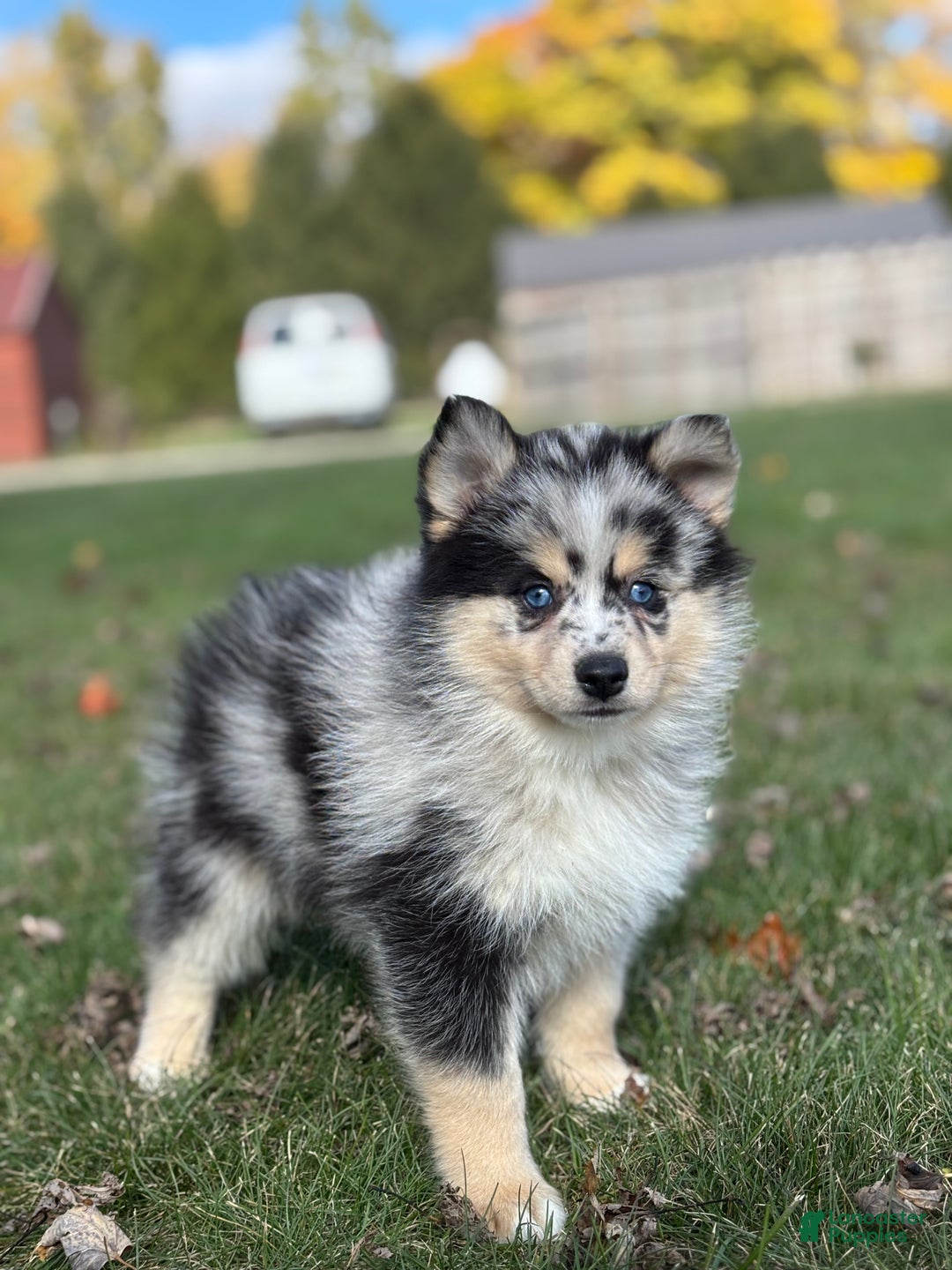 Pomsky dogs for sale: Sabrina - Ad 2