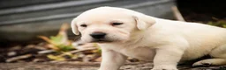 Labrador Retriever dogs for sale: Sharlotte - Ad 6