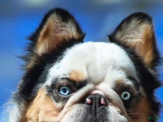 French Bulldog dogs French Bulldog Puppy 2 - Ad 11