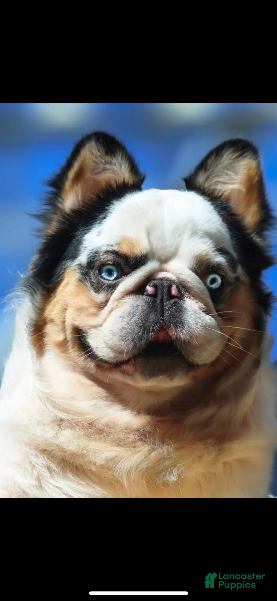 French Bulldog dogs for sale: French Bulldog Puppy 2 - Ad 1