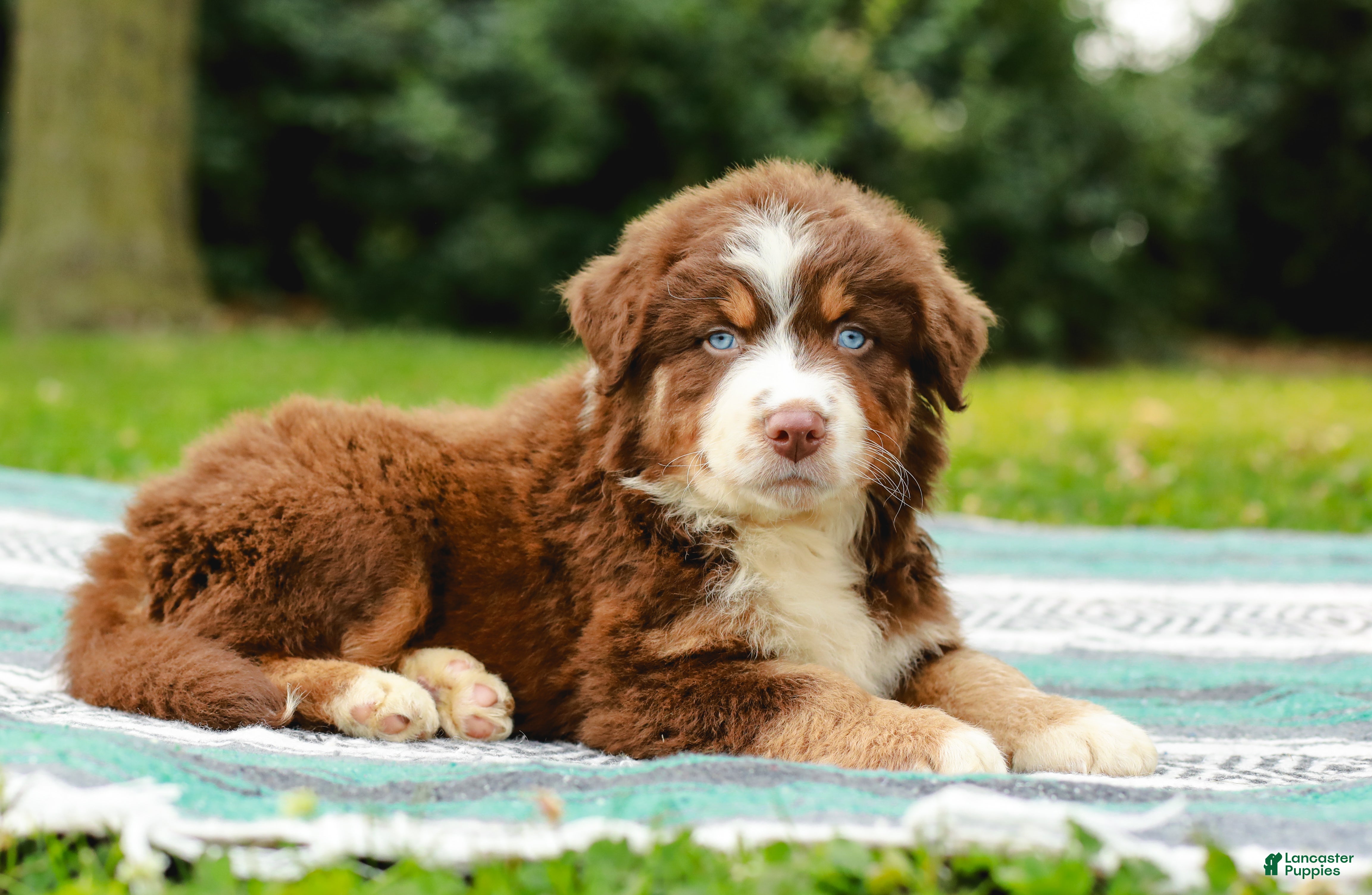 Australian Shepherd dogs Drew - Ad 2