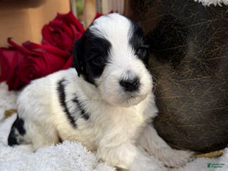 Mixed Breed dogs Buddy - Ad 26