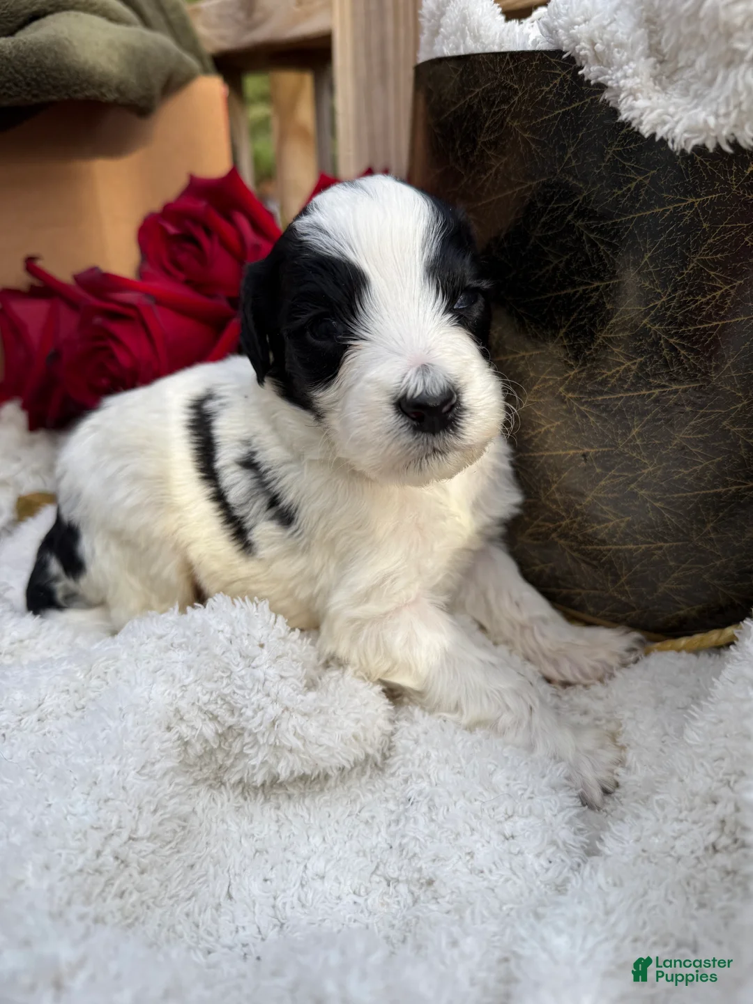 Mixed Breed dogs for sale: Buddy - Ad 7