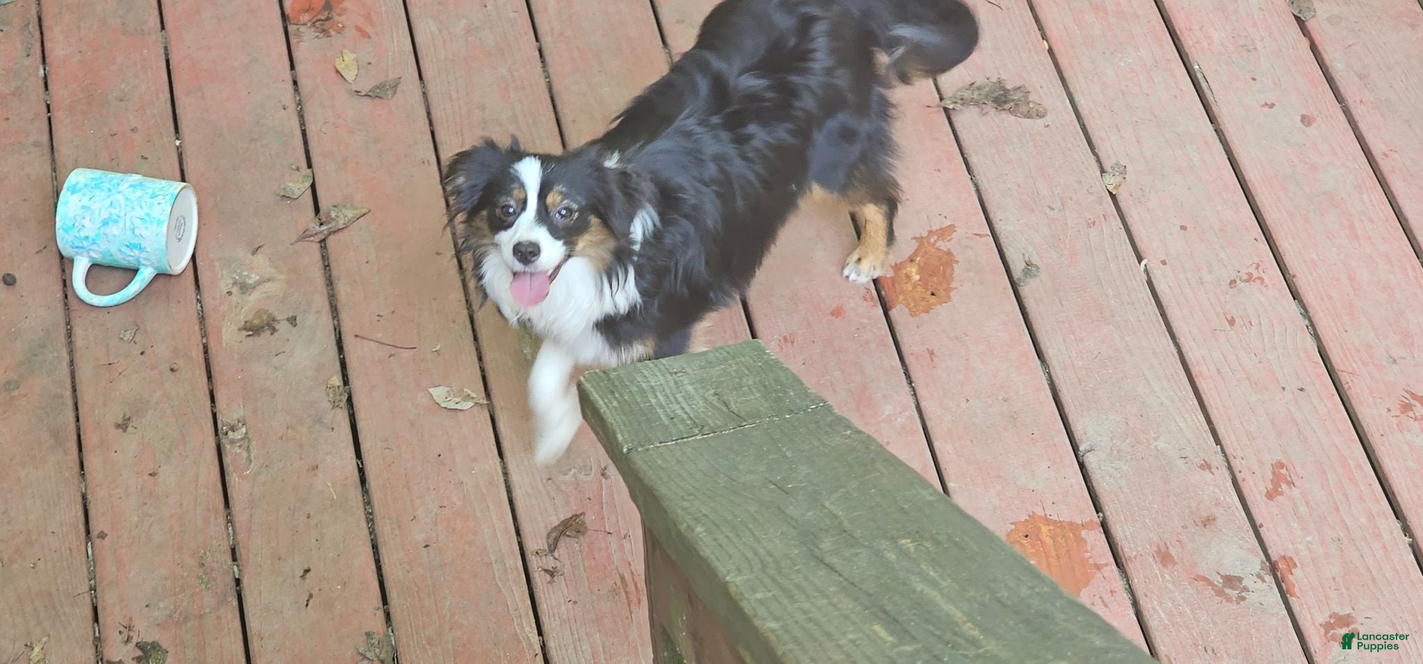 Miniature Australian Shepherd dogs Cake - Ad 2