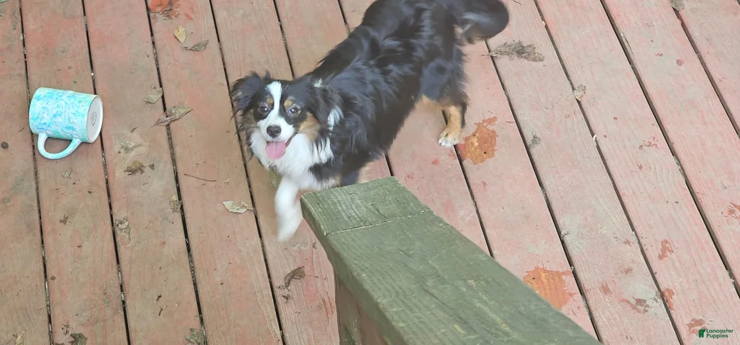 Miniature Australian Shepherd dogs for sale: Cake - Ad 2