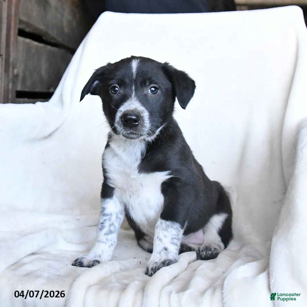 Border Collie dogs for sale: Frosty - Ad 1