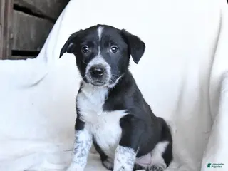 Border Collie dogs for sale: Frosty - Ad 3