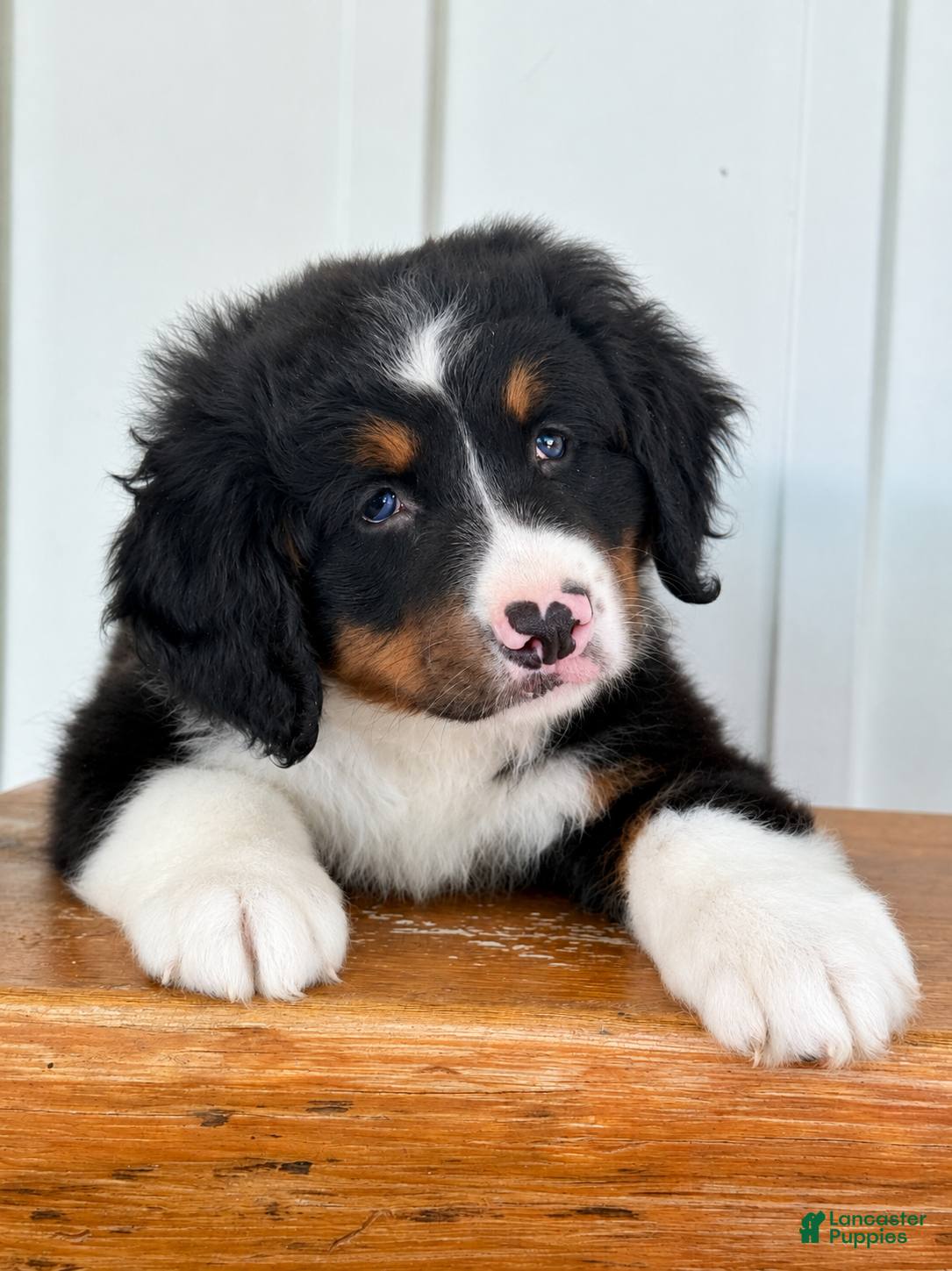 Mini Bernedoodle dogs Sophia - Tricolored Mini Bernedoodle - Ad 24
