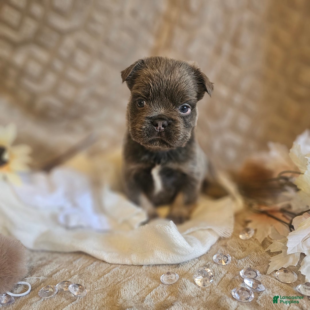 French Bulldog dogs for sale: Biscotti AKC Fluffy  - Ad 19