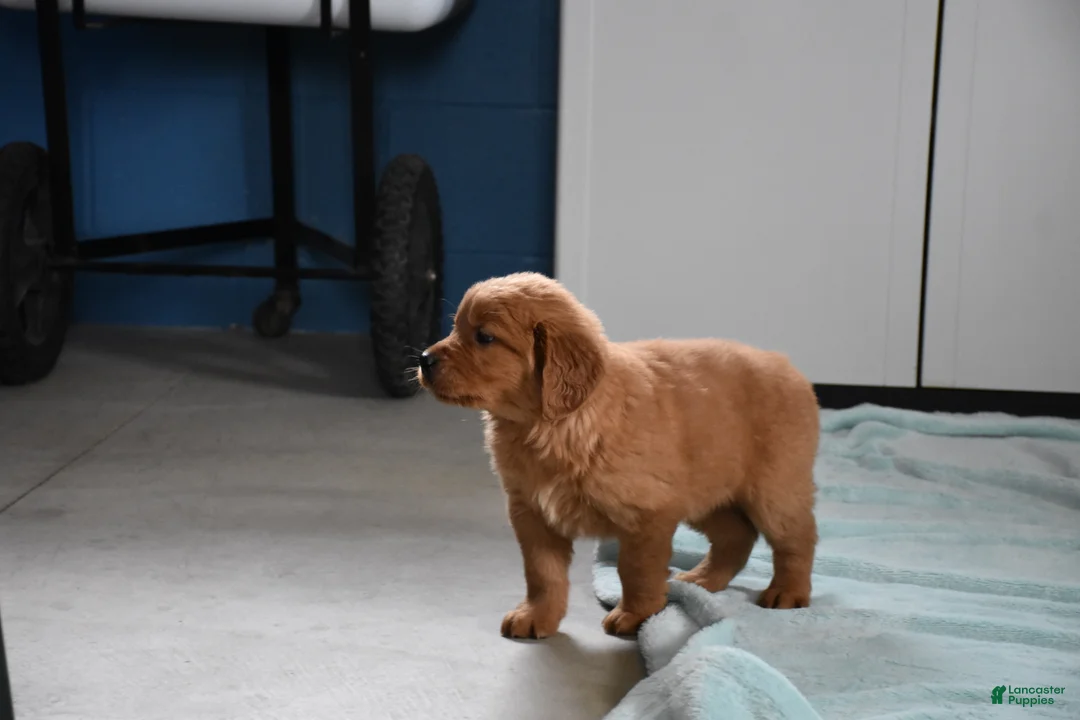 Golden Retriever dogs for sale: Finn    Genetic/OFA - Ad 3