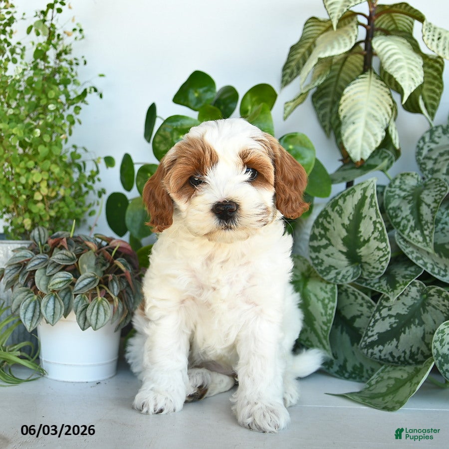 Cavapoo dogs Lucy  - Ad 1