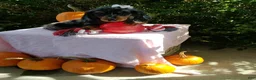 Miniature Dachshund dogs for sale: Libby - Ad 3