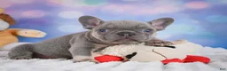 French Bulldog dogs for sale: Tulip - Ad 6