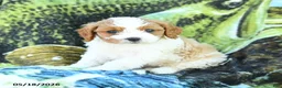 Cavapoo dogs for sale: Mason - Ad 3