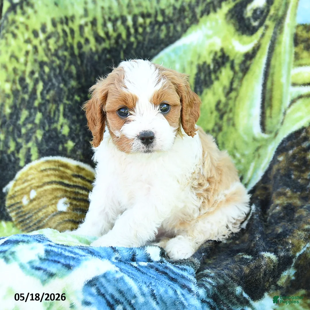 Cavapoo dogs for sale: Mason - Ad 3