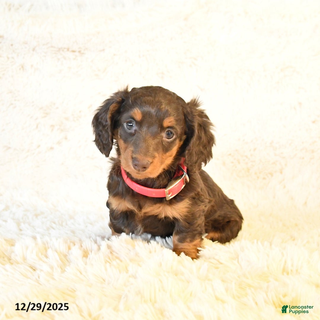 Miniature Dachshund dogs for sale: Frisky - Ad 3