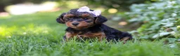 Yorkiepoo dogs for sale: Ariel - Ad 8