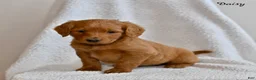 Goldendoodle dogs for sale: Daisy - Ad 4