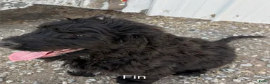 Bernedoodle Puppy 4