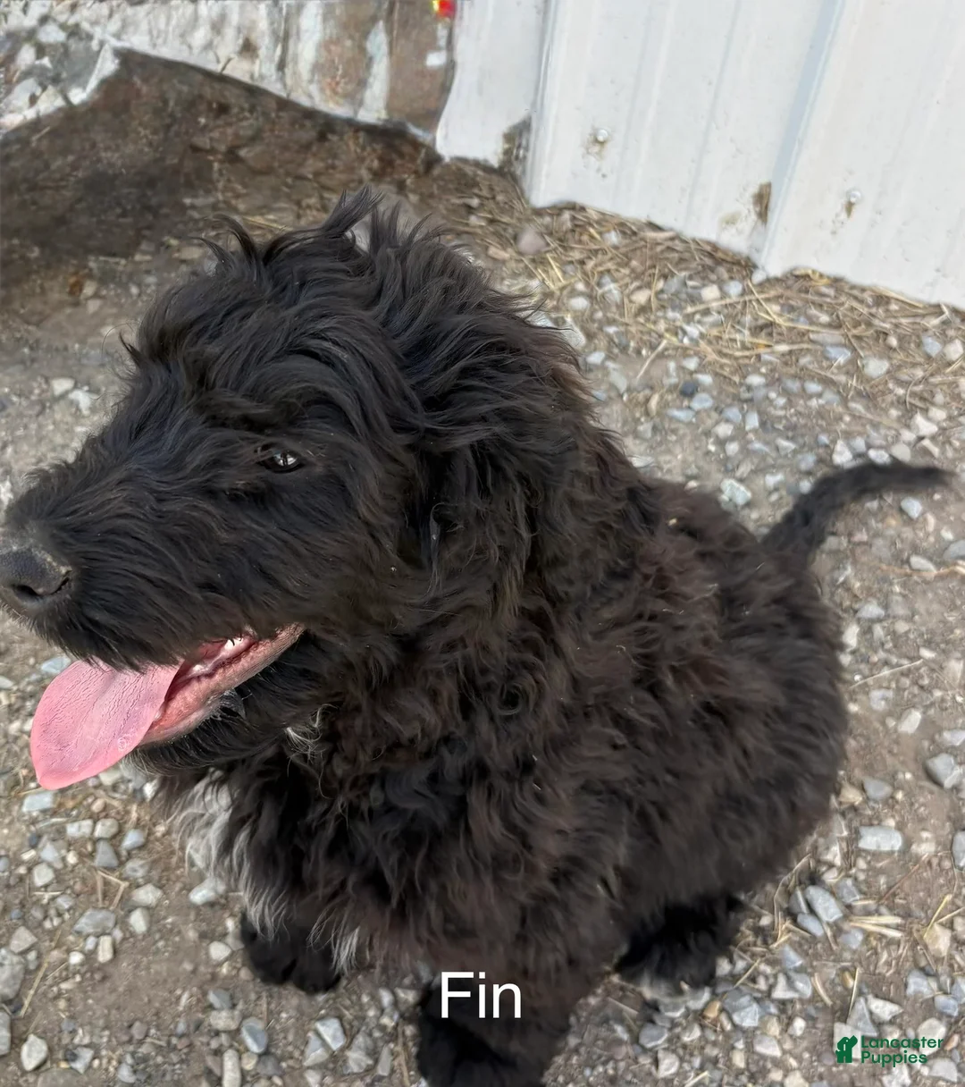Bernedoodle dogs for sale: Bernedoodle Puppy 4 - Ad 1