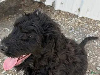 Bernedoodle dogs for sale: Bernedoodle Puppy 4 - Ad 1