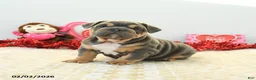 English Bulldog dogs for sale: Bruiser - Ad 3