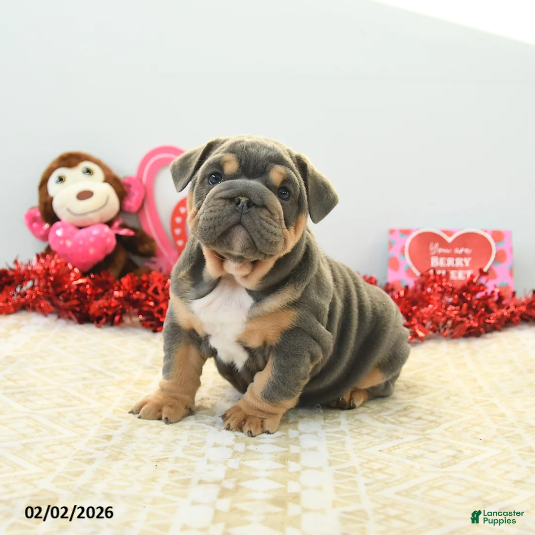 English Bulldog dogs for sale: Bruiser - Ad 3