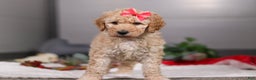 Standard Poodle dogs for sale: Lucy - Ad 4