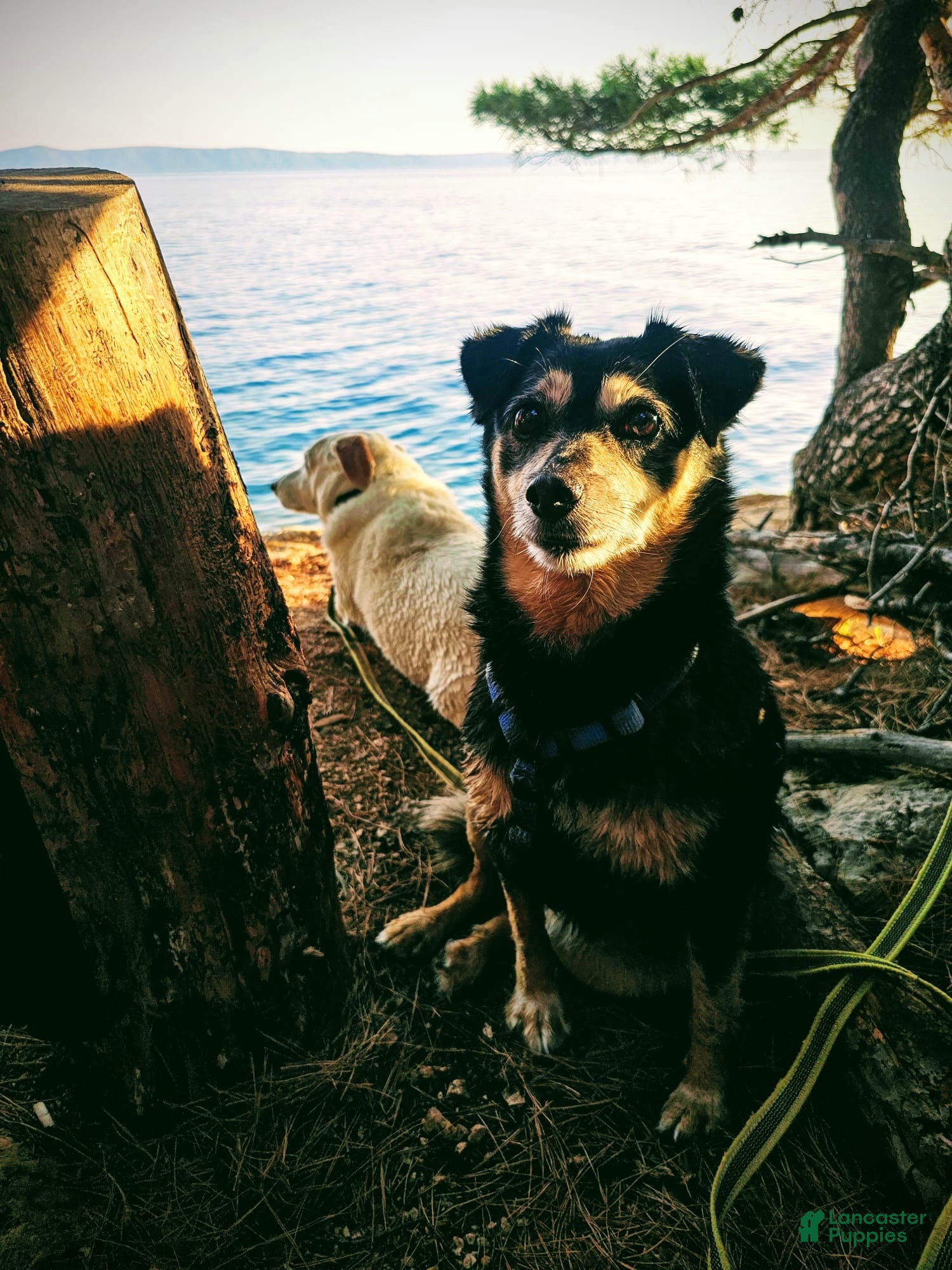 Mixed Breed dogs Mixed Breed Puppy 1 - Ad 1