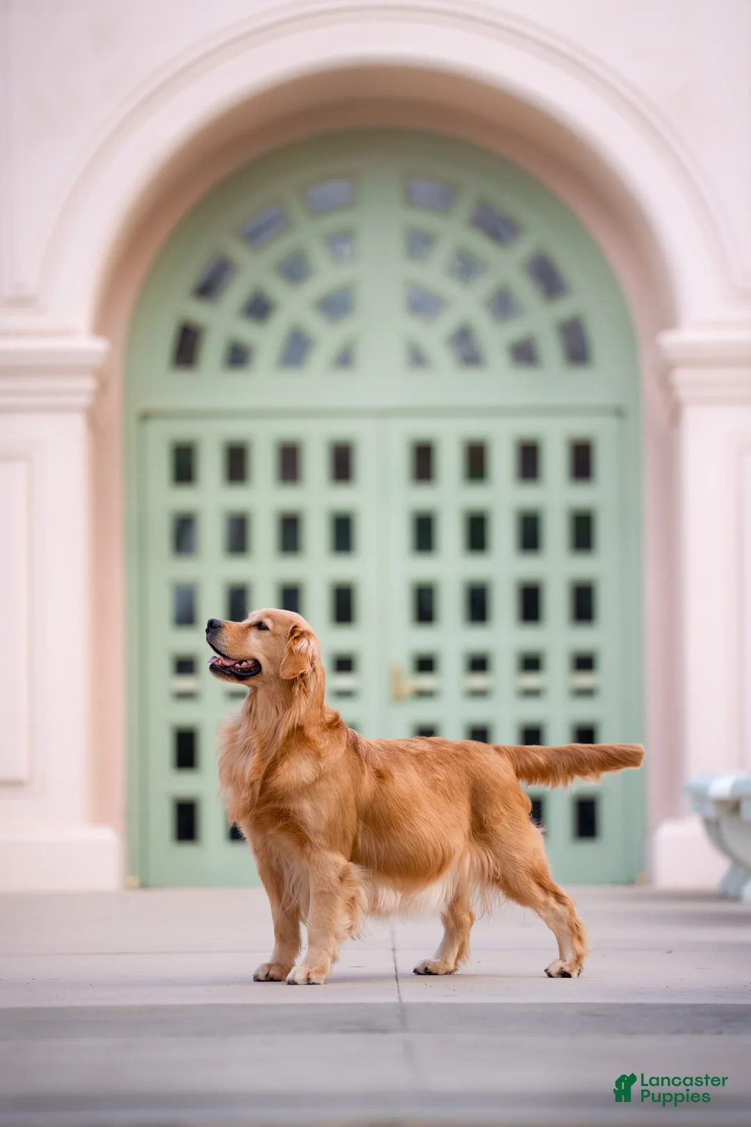 Golden Retriever dogs for sale: Golden Retriever Puppy 1 - Ad 2