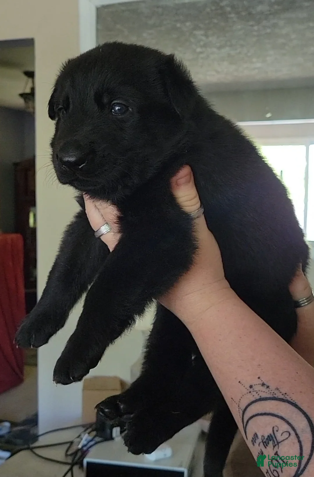 German Shepherd dogs for sale: German Shepherd Puppy 1 - Ad 2
